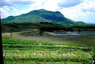 ร้านอาหาร Hua-Hin Hills Vineyard