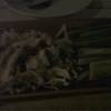 หมูมะนาว ที่ ร้านอาหาร แดด ร่ม ลม โชย