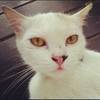 FatCat
