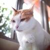 chicat