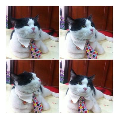 pepper แมวเจ้าถิ่น ที่ ร้านอาหาร สุขสถาน pepper แมวเจ้าถิ่น ที่ ร้านอาหาร สุขสถาน