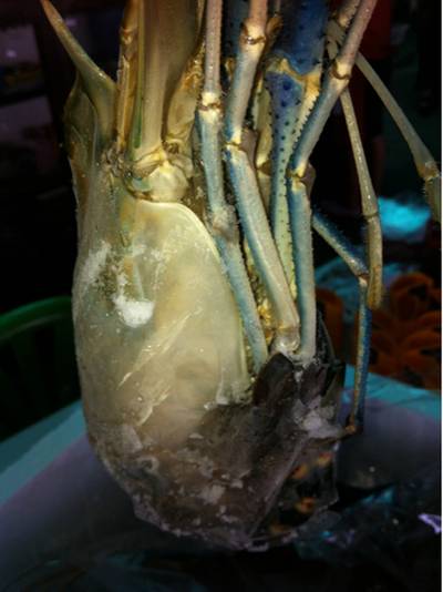 ร้านอาหาร กุ้งเผา วัดเชิงเลน
