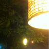 ร้านอาหาร ไร่กล้วยคอหมูย่าง