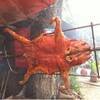 หมูหัน ที่ ร้านอาหาร สุกัญญาหมูไก่หัน