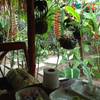 ร้านอาหาร บ้านปิ่นแก้ว