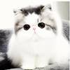 Melody