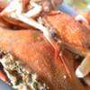 ปูม้านึ่ง ที่ ร้านอาหาร อ่าวไข่ซีฟู้ด