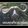 ตัวป่วน สายสะดือ