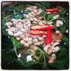 แกงผักหวาน ไข่มดแดง ที่ ร้านอาหาร จัดจ้าน ไก่บ้านย่างเขาสวนกวาง