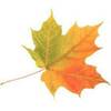 Leaf Blue Ja