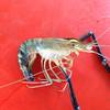 กุ้งกิโลกรัมละประมาณ 700 บาท ที่ ร้านอาหาร ตอง 3
