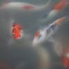 ร้านอาหาร Lake Hill