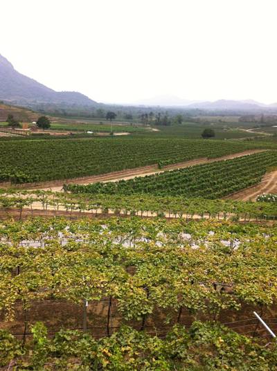 ร้านอาหาร Hua-Hin Hills Vineyard