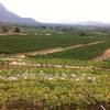 ร้านอาหาร Hua-Hin Hills Vineyard