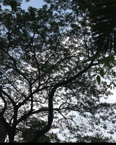 ร้านอาหาร ร่มไม้ ไออุ่น (Rom Mai Ai Aoon)