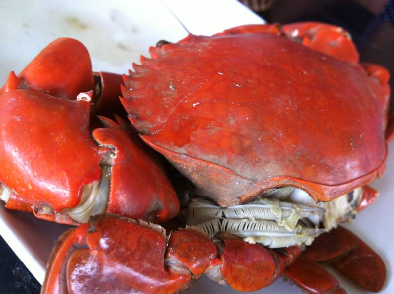 ปูที่นี่เลี้ยงเอง ที่ ร้านอาหาร แมกไม้ชายเลน