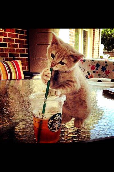 แมวยังชอบ 555 ปล. เอามาจากเน็ตอีกที ที่ ร้านอาหาร Starbucks Avenue รัชโยธิน