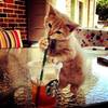 แมวยังชอบ 555 ปล. เอามาจากเน็ตอีกที ที่ ร้านอาหาร Starbucks Avenue รัชโยธิน