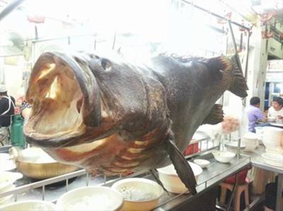 ปลาตัวใหญ่มากๆ ที่ ร้านอาหาร ฮ้อข้าวต้มปลา (กิมโป้)