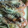 กุ้งเผาคลุกเกลือ กิโลละ 400 บาท ที่ ร้านอาหาร ส้มตำปากหมา (อีสานพัฒนา)