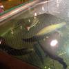 ปลาหน้าร้าน ที่ ร้านอาหาร มุมอร่อย ศรีราชา