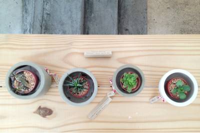 ร้านอาหาร Little Spoon