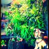 บรรยายกาศนอกร้าน ที่ ร้านอาหาร บ้านฟ้าโปร่ง