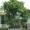 หน้าร้านตกแต่งสวยงาม ที่ ร้านอาหาร C-lover Coffee